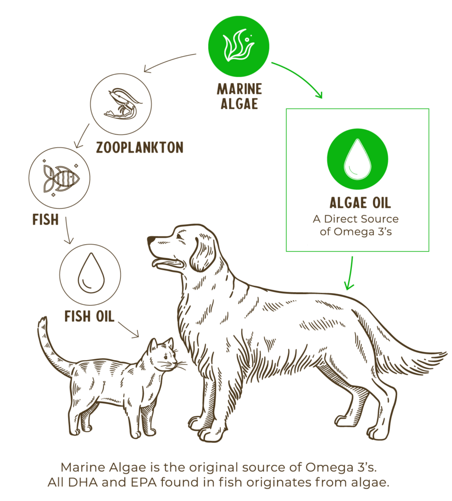 Best source of clearance omega 3 for dogs